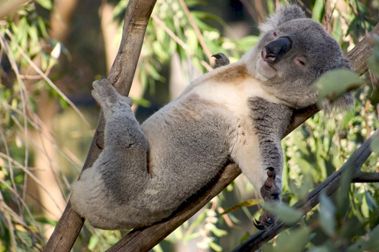 Ağaçta dinlenen koala