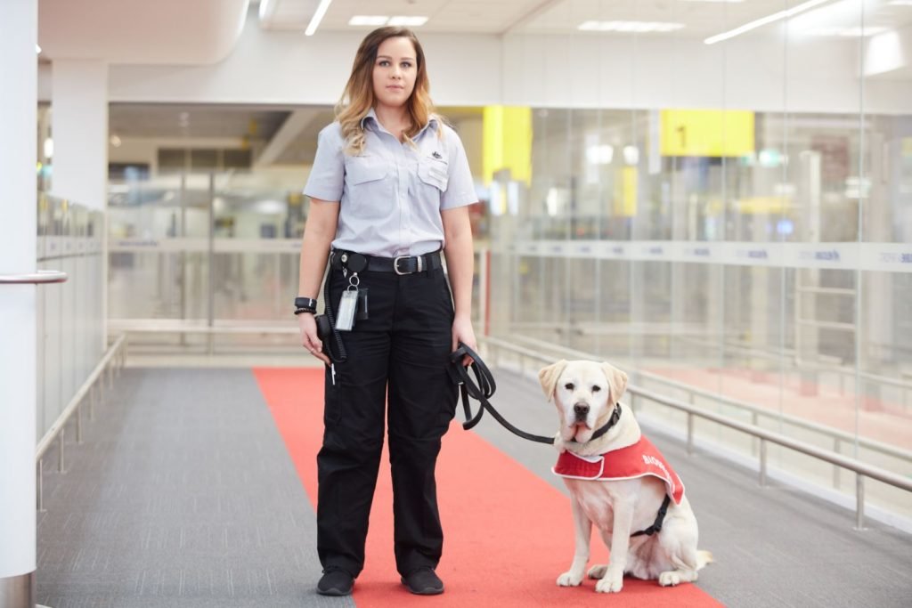 avustralya gelirken biogüvenlik uzmanı köpek çantanızı koklaya bilir