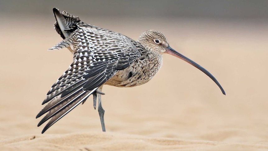 Doğu Çulluğu (Eastern Curlew)