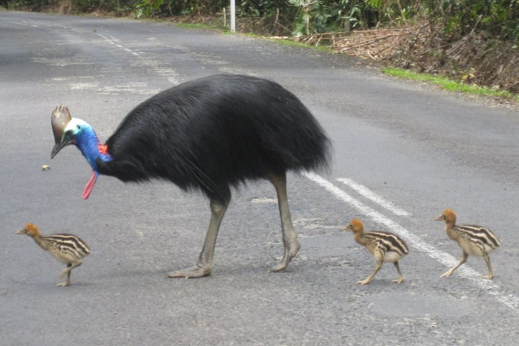 Tepeli Devekuşu Emu